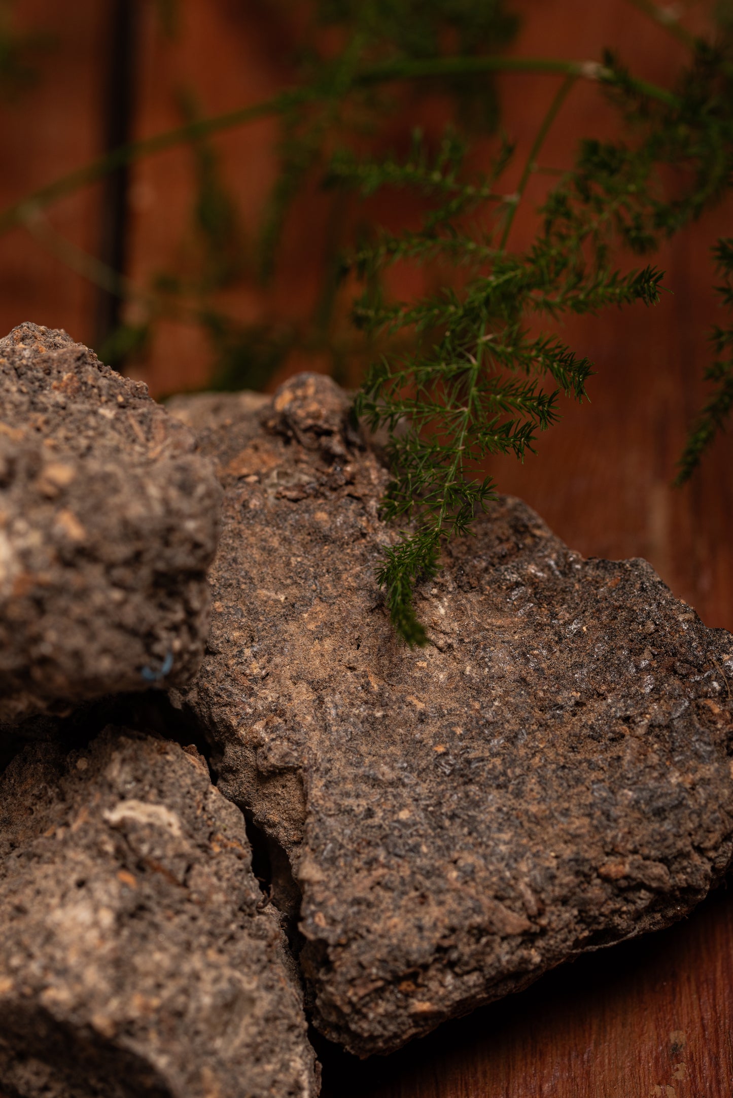 Sagrada Madre Benzoin Räucherstäbchen – süß-harziger Duft aus Benzoe-Harz für Schutz, Heilung und Herzöffnung