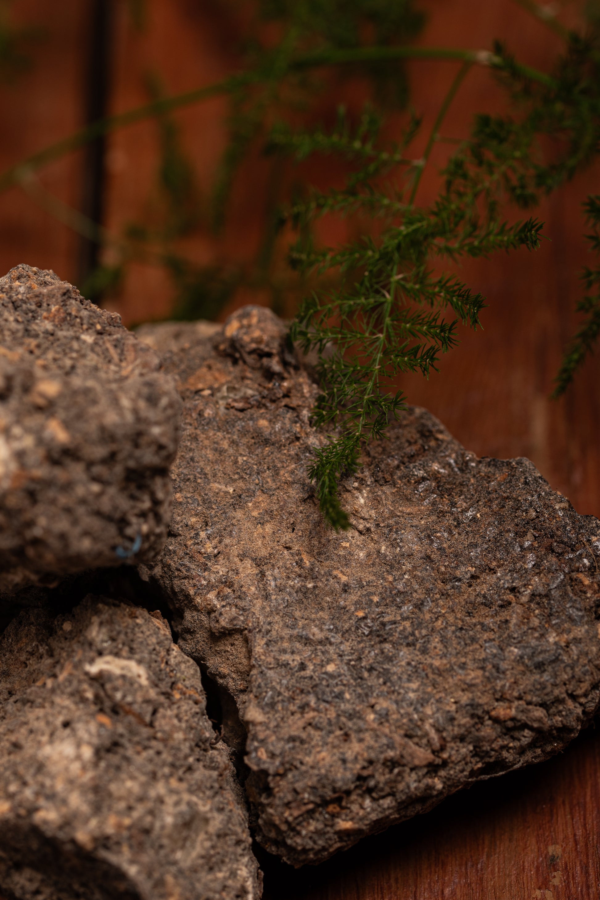 Sagrada Madre Benzoin Räucherstäbchen – süß-harziger Duft aus Benzoe-Harz für Schutz, Heilung und Herzöffnung